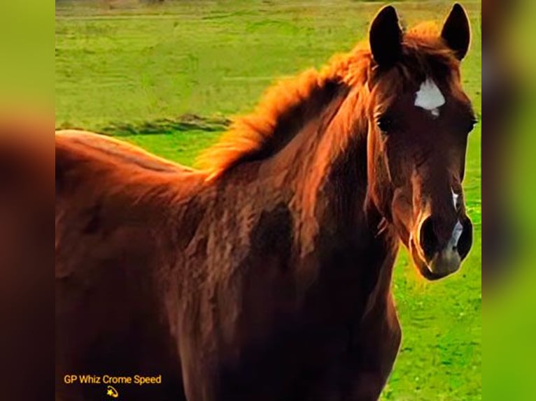 American Quarter Horse Hengst 1 Jahr 150 cm Dunkelfuchs in Edemissen