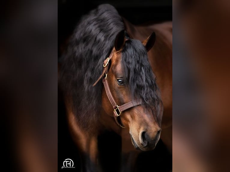 American Quarter Horse Hengst 1 Jahr 150 cm Dunkelfuchs in Edemissen