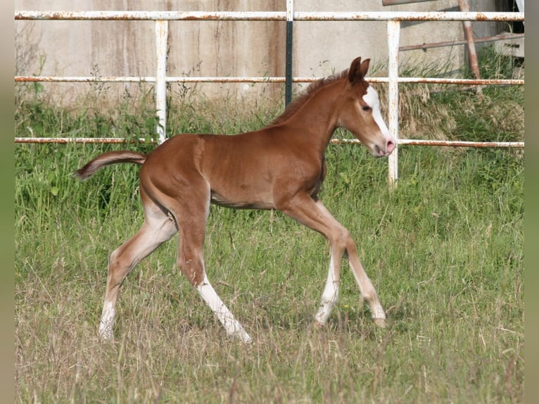 American Quarter Horse Hengst 1 Jahr 150 cm Fuchs in Ennigerloh