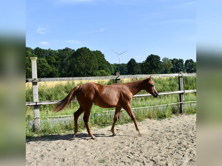 American Quarter Horse Hengst 1 Jahr 150 cm Fuchs in Melle