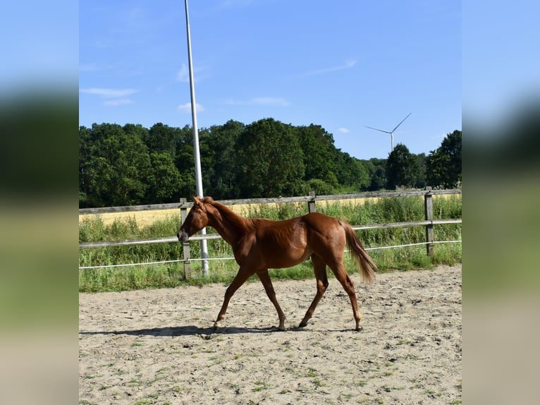 American Quarter Horse Hengst 1 Jahr 150 cm Fuchs in Melle