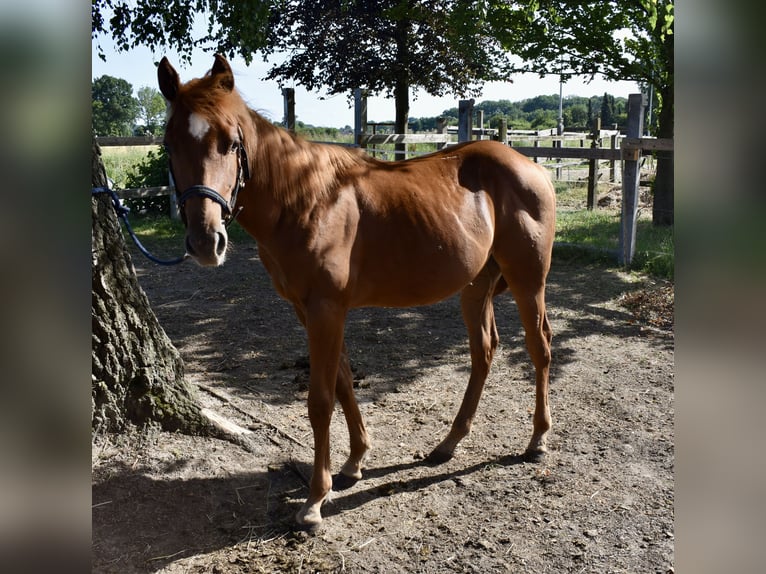 American Quarter Horse Hengst 1 Jahr 150 cm Fuchs in Melle