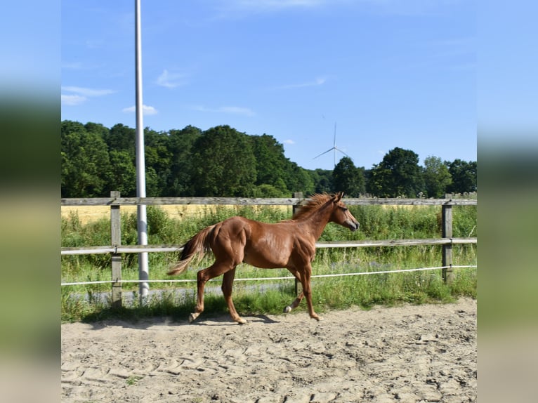 American Quarter Horse Hengst 1 Jahr 150 cm Fuchs in Melle