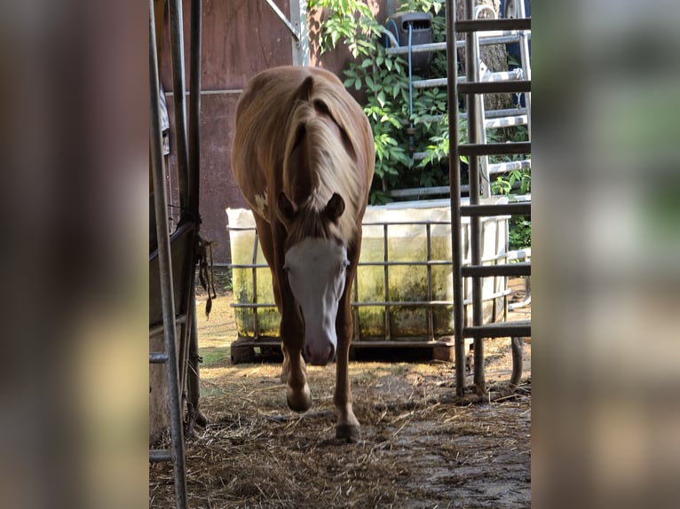 American Quarter Horse Hengst 1 Jahr 150 cm Fuchs in Kraichtal