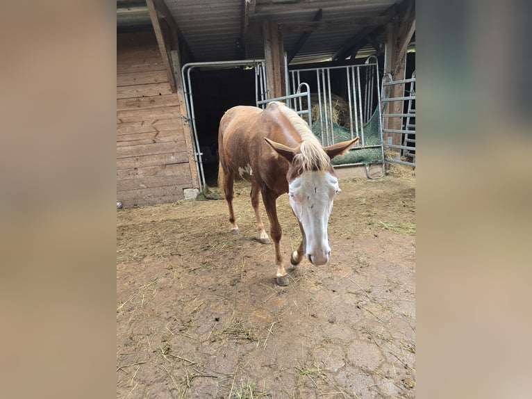 American Quarter Horse Hengst 1 Jahr 150 cm Fuchs in Kraichtal