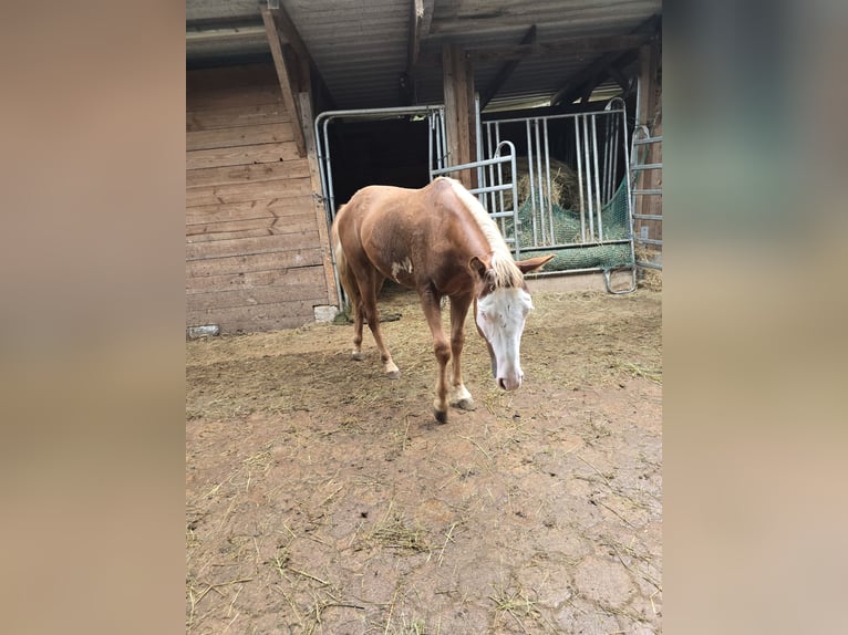 American Quarter Horse Hengst 1 Jahr 150 cm Fuchs in Kraichtal