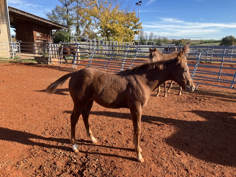 American Quarter Horse Hengst 1 Jahr 150 cm Fuchs in Gemmingen