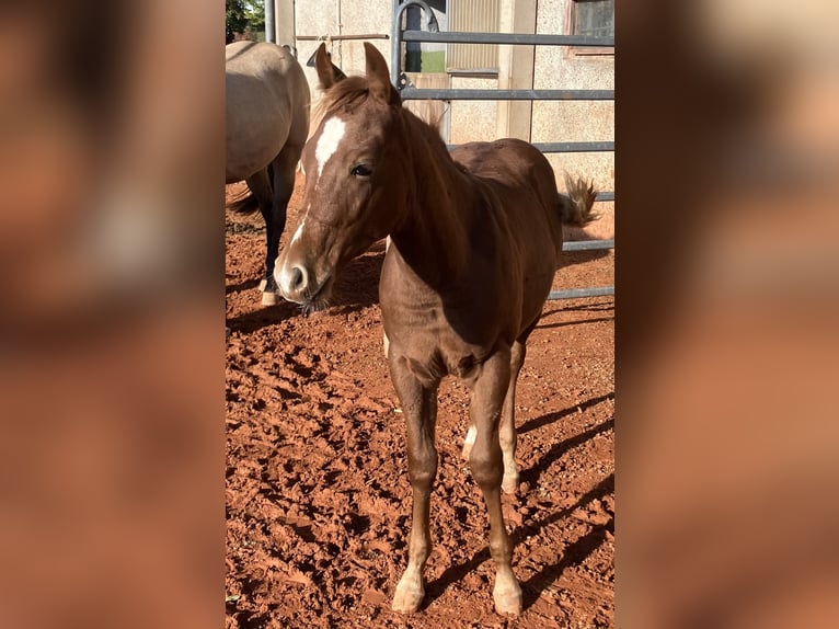 American Quarter Horse Hengst 1 Jahr 150 cm Fuchs in Gemmingen