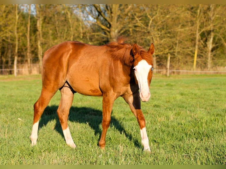 American Quarter Horse Hengst 1 Jahr 150 cm Fuchs in Celle
