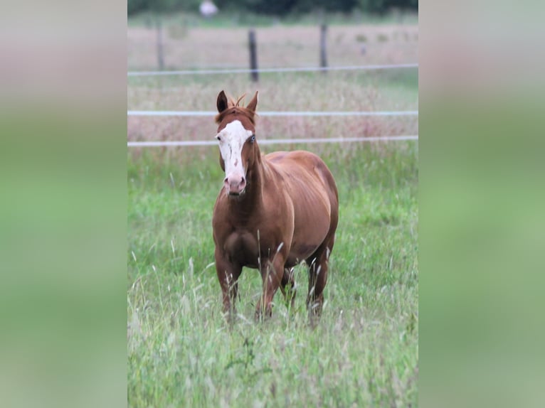 American Quarter Horse Hengst 1 Jahr 150 cm Fuchs in Celle