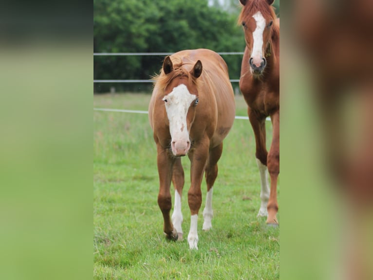 American Quarter Horse Hengst 1 Jahr 150 cm Fuchs in Celle