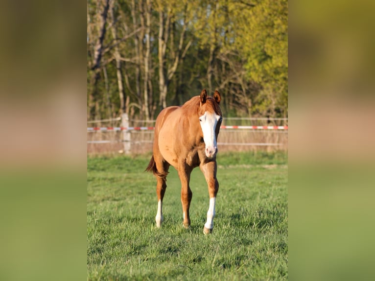 American Quarter Horse Hengst 1 Jahr 150 cm Fuchs in Celle