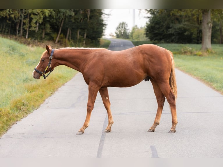 American Quarter Horse Hengst 1 Jahr 150 cm Fuchs in Irchenrieth