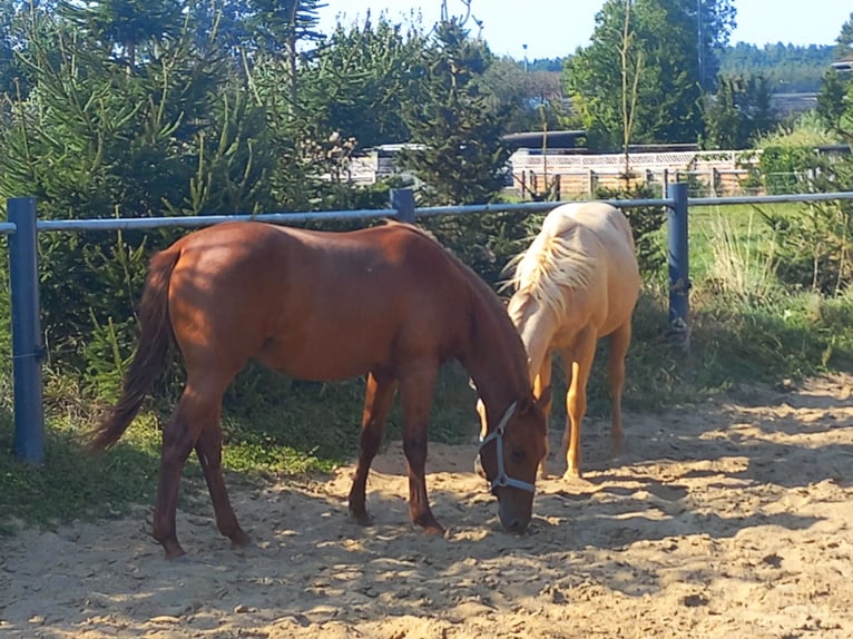 American Quarter Horse Hengst 1 Jahr 150 cm Fuchs in Harth-Pöllnitz