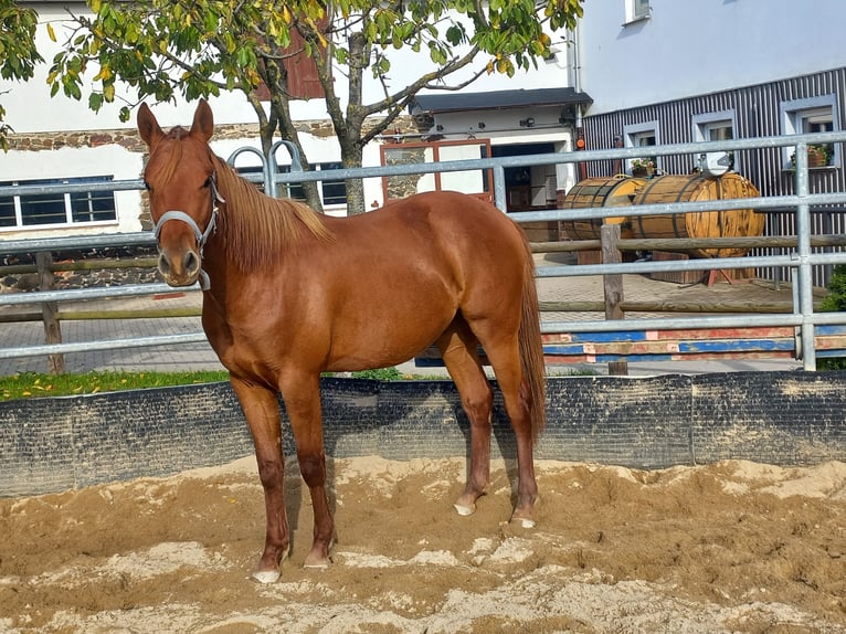 American Quarter Horse Hengst 1 Jahr 150 cm Fuchs in Harth-Pöllnitz