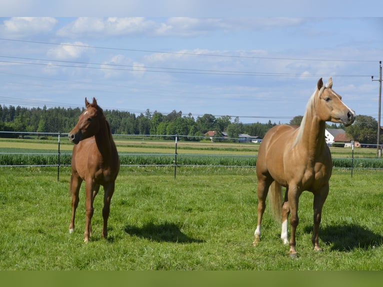 American Quarter Horse Hengst 1 Jahr 150 cm Fuchs in Weng