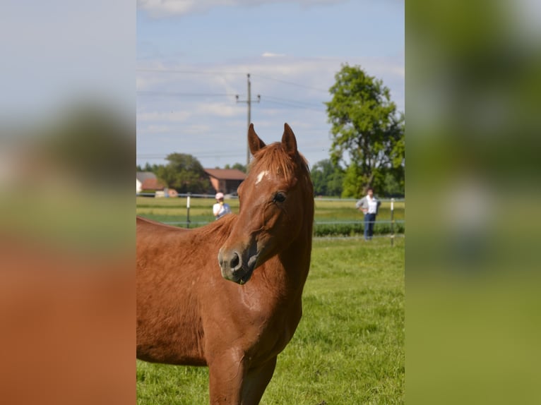 American Quarter Horse Hengst 1 Jahr 150 cm Fuchs in Weng