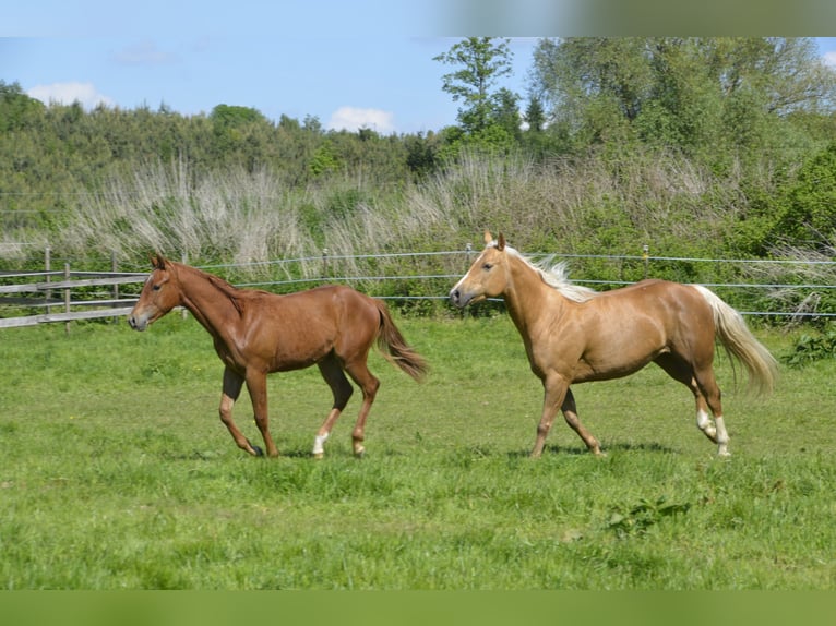 American Quarter Horse Hengst 1 Jahr 150 cm Fuchs in Weng