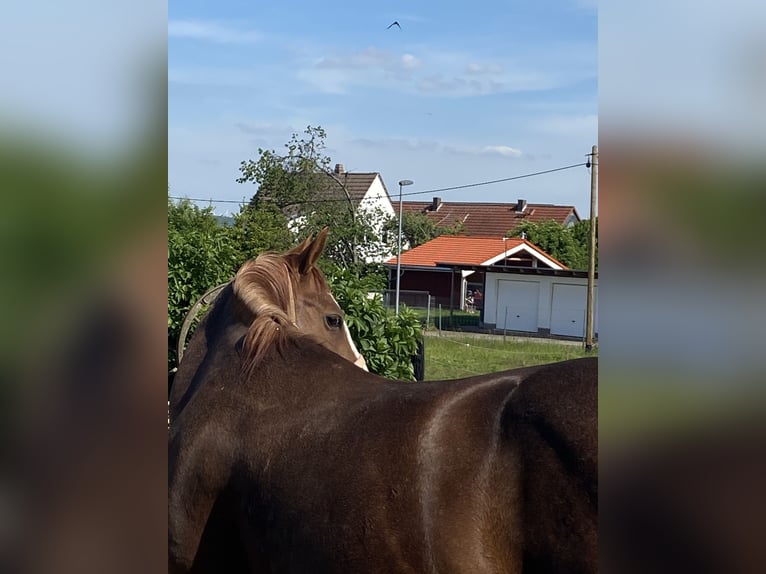 American Quarter Horse Hengst 1 Jahr 150 cm Fuchs in Mellingen