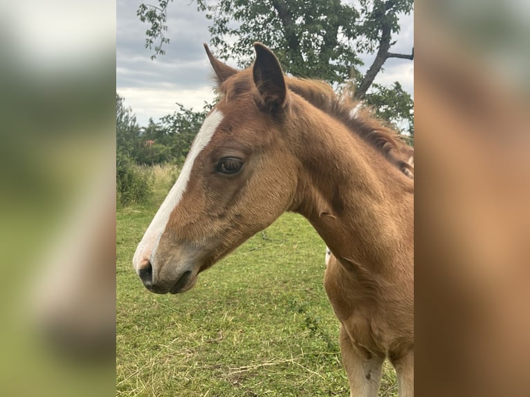 American Quarter Horse Hengst 1 Jahr 150 cm Fuchs in Mellingen