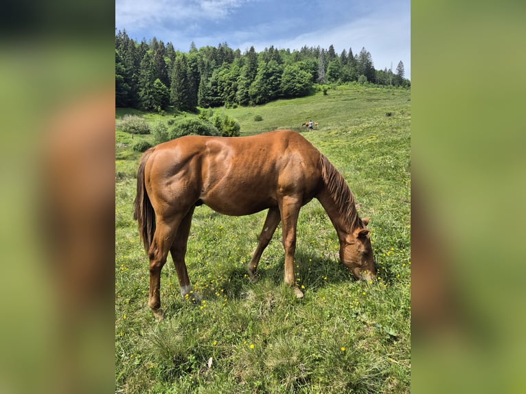 American Quarter Horse Hengst 1 Jahr 150 cm Fuchs in Steinen