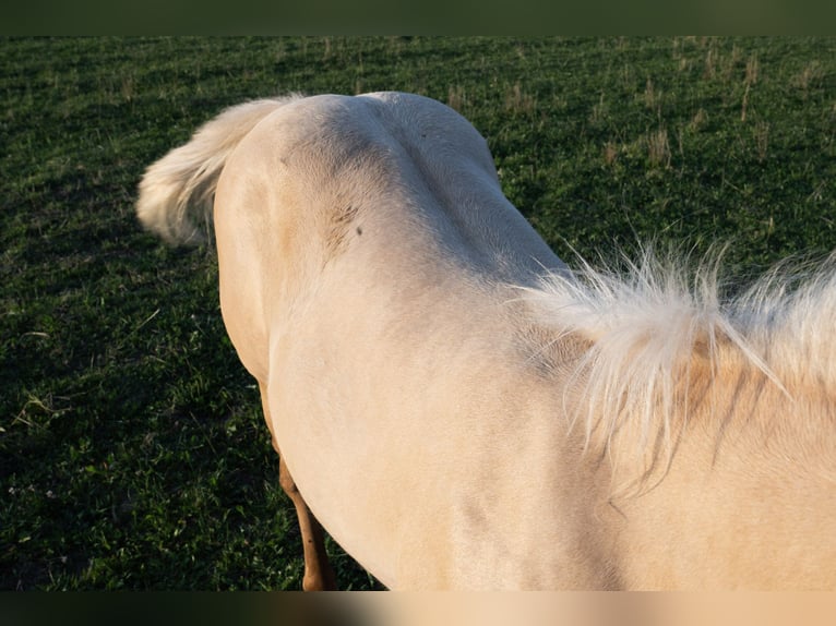 American Quarter Horse Hengst 1 Jahr 150 cm Palomino in Glashütten