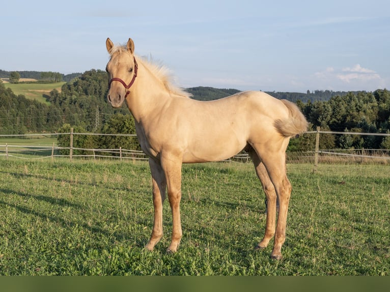 American Quarter Horse Hengst 1 Jahr 150 cm Palomino in Glashütten