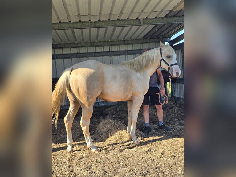American Quarter Horse Hengst 1 Jahr 150 cm Palomino in Begijnendijk