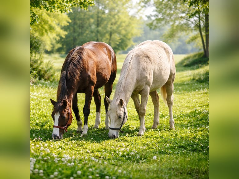 American Quarter Horse Hengst 1 Jahr 150 cm Palomino in Betekom