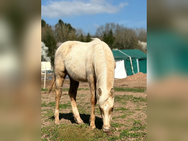 American Quarter Horse Hengst 1 Jahr 150 cm Palomino in Niederkirchen
