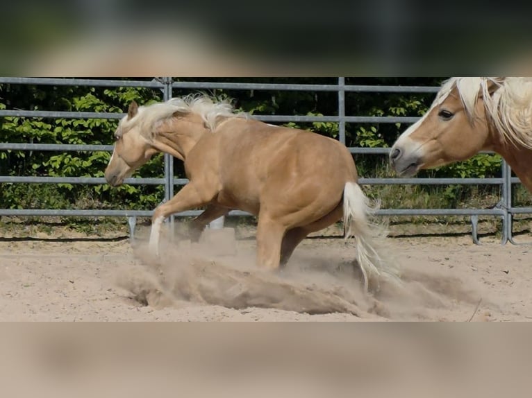American Quarter Horse Hengst 1 Jahr 150 cm Palomino in Langenbach