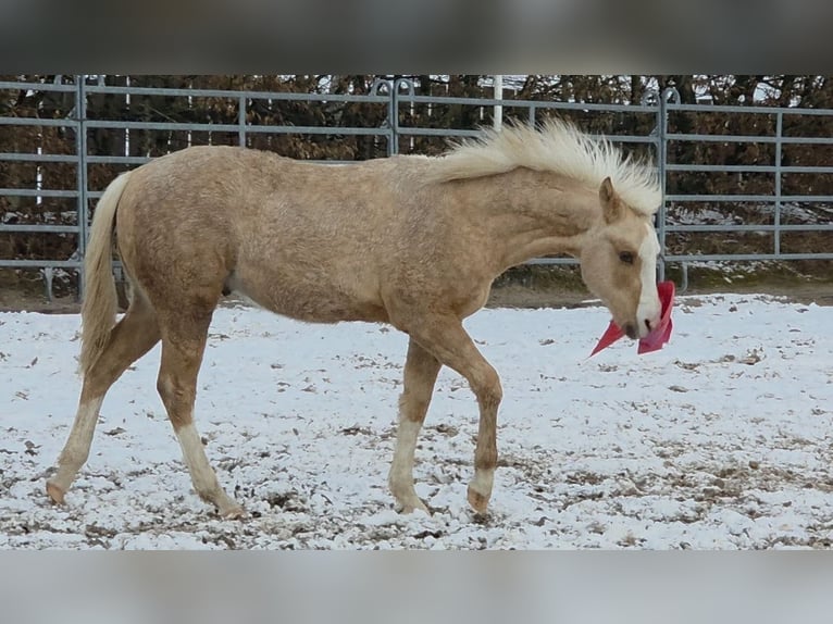 American Quarter Horse Hengst 1 Jahr 150 cm Palomino in Langenbach