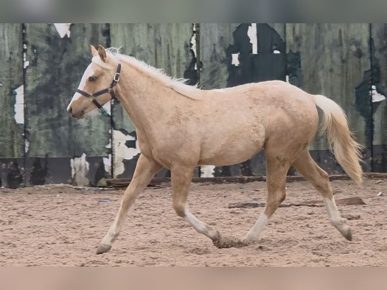 American Quarter Horse Hengst 1 Jahr 150 cm Palomino in Langenbach