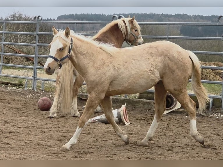 American Quarter Horse Hengst 1 Jahr 150 cm Palomino in Langenbach