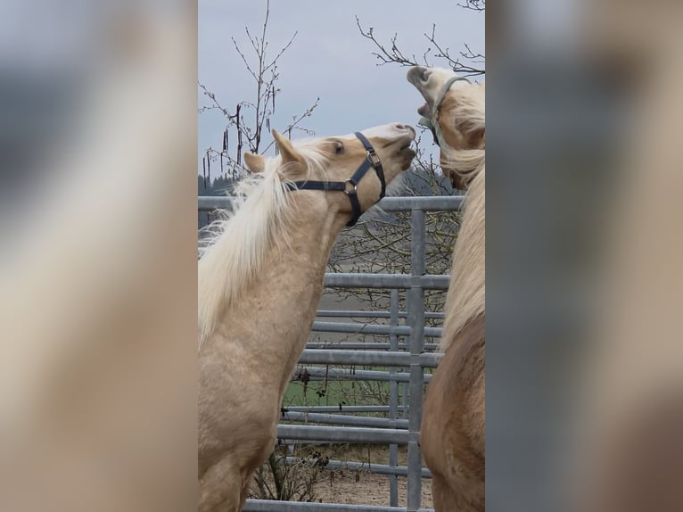 American Quarter Horse Hengst 1 Jahr 150 cm Palomino in Langenbach