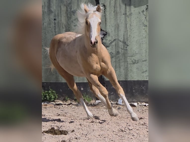 American Quarter Horse Hengst 1 Jahr 150 cm Palomino in Langenbach