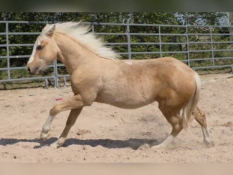 American Quarter Horse Hengst 1 Jahr 150 cm Palomino in Langenbach