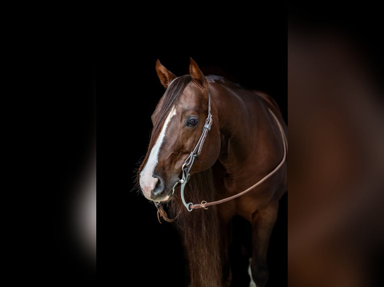 American Quarter Horse Hengst 1 Jahr 150 cm Red Dun in Villingen-Schwenningen