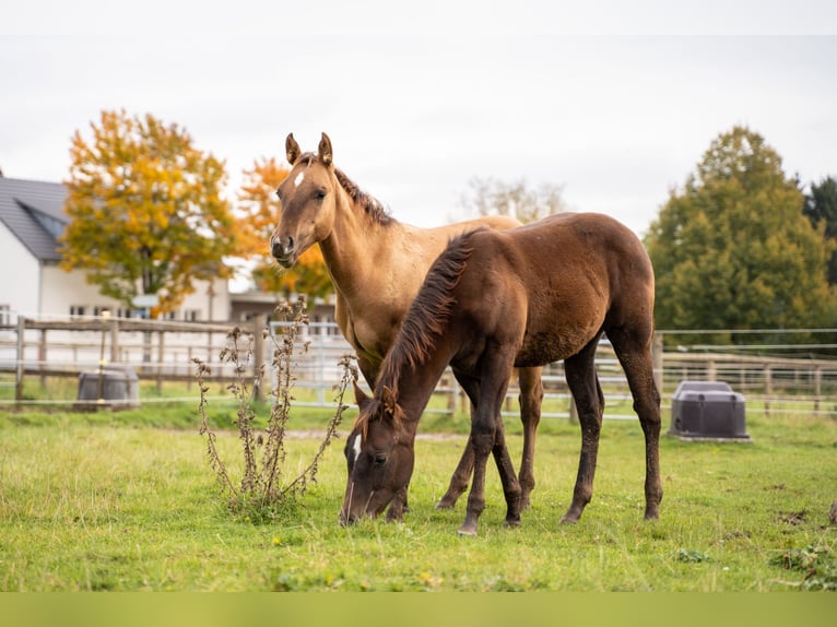 American Quarter Horse Hengst 1 Jahr 150 cm Red Dun in Villingen-Schwenningen