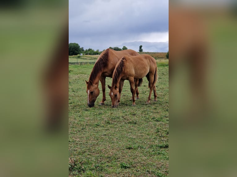 American Quarter Horse Hengst 1 Jahr 150 cm Red Dun in Villingen-Schwenningen