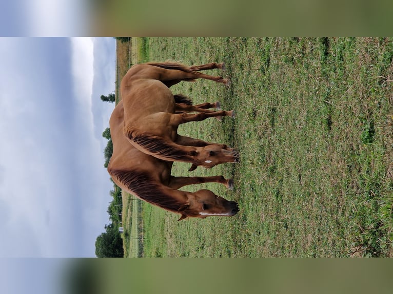 American Quarter Horse Hengst 1 Jahr 150 cm Red Dun in Villingen-Schwenningen