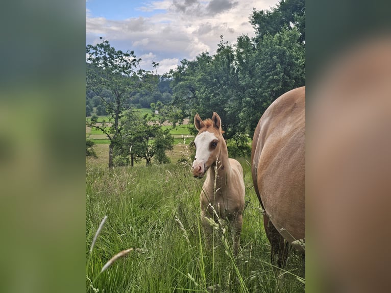 American Quarter Horse Hengst 1 Jahr 150 cm Red Dun in Steinen