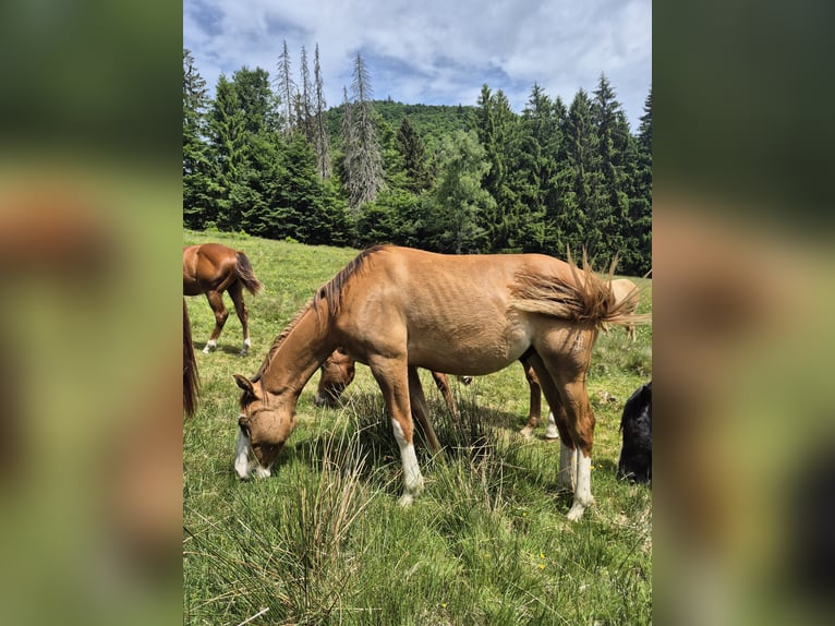 American Quarter Horse Hengst 1 Jahr 150 cm Red Dun in Steinen