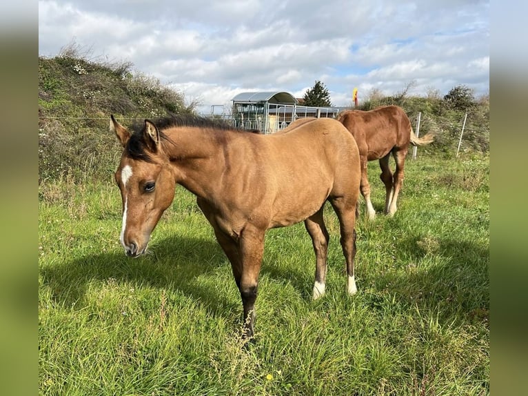 American Quarter Horse Hengst 1 Jahr 150 cm Red Dun in Daleiden