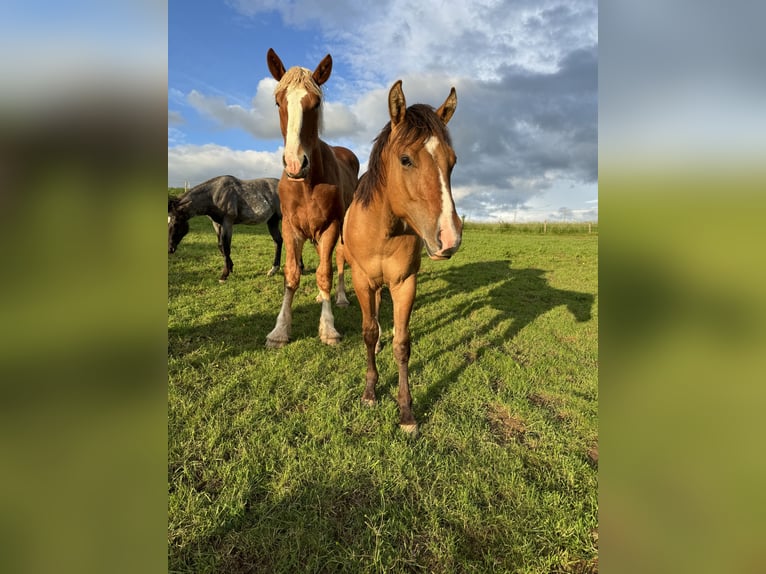 American Quarter Horse Hengst 1 Jahr 150 cm Red Dun in Daleiden