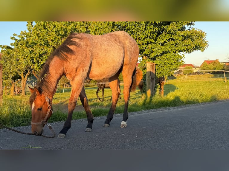 American Quarter Horse Hengst 1 Jahr 150 cm Roan-Bay in Pociękarb