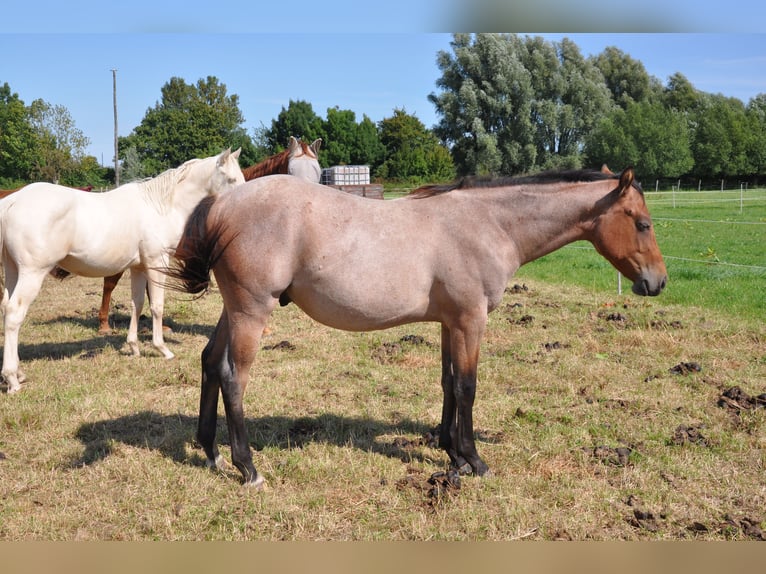 American Quarter Horse Hengst 1 Jahr 150 cm Roan-Bay in B&#xFC;ckeburg Evesen