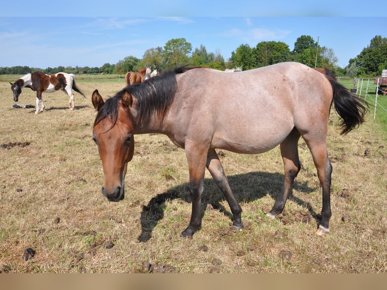 American Quarter Horse Hengst 1 Jahr 150 cm Roan-Bay in B&#xFC;ckeburg Evesen