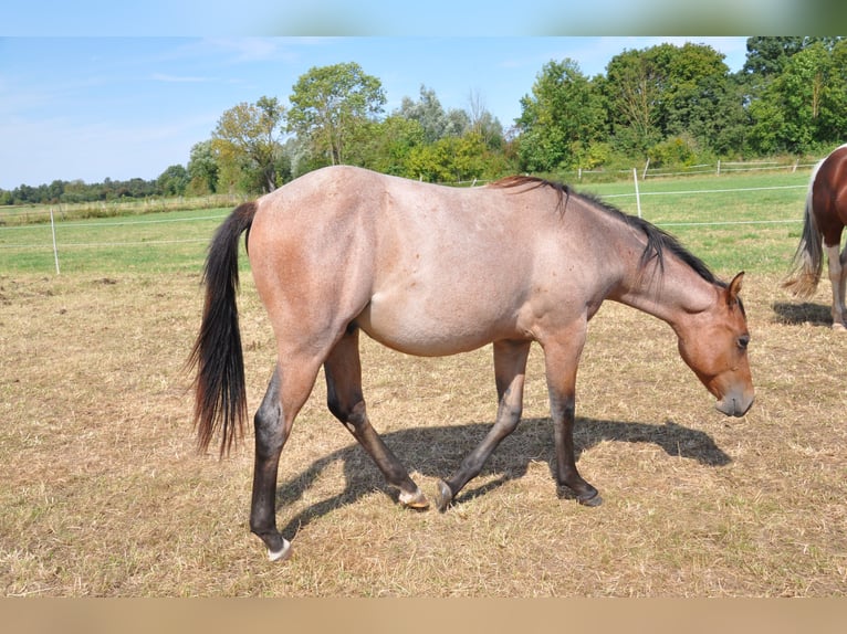 American Quarter Horse Hengst 1 Jahr 150 cm Roan-Bay in B&#xFC;ckeburg Evesen