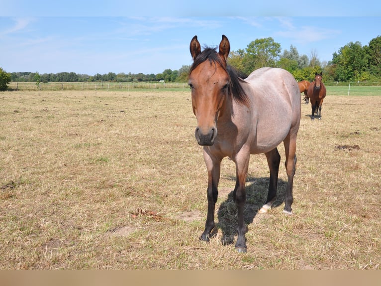 American Quarter Horse Hengst 1 Jahr 150 cm Roan-Bay in B&#xFC;ckeburg Evesen